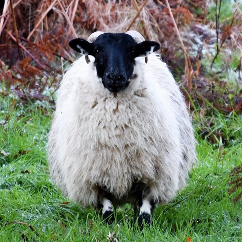 une agnelle de chez BFA